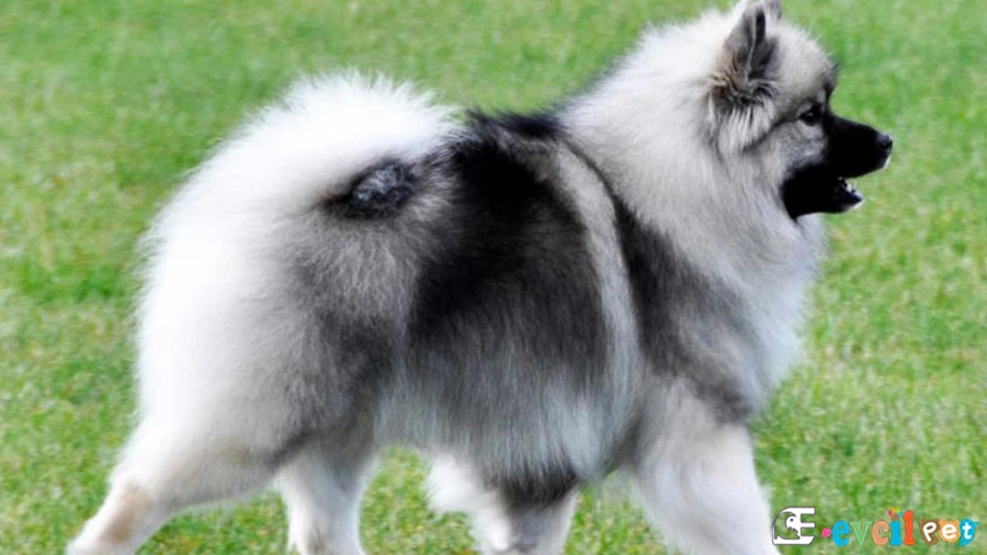 Keeshond Genetik Sağlık Sorunları Hastalıkları