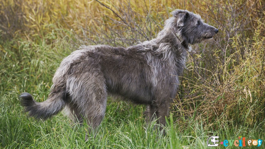 Scottish Deerhound Karakter Özellikleri (İskoç Geyik Tazısı)