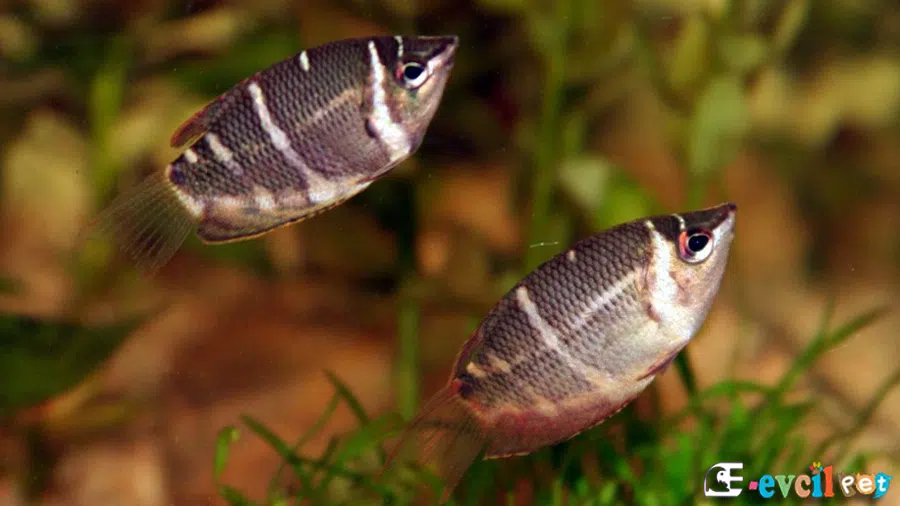 Çikolata Gurami (Sphaerichthys osphromenoides) Erkek ve Dişi