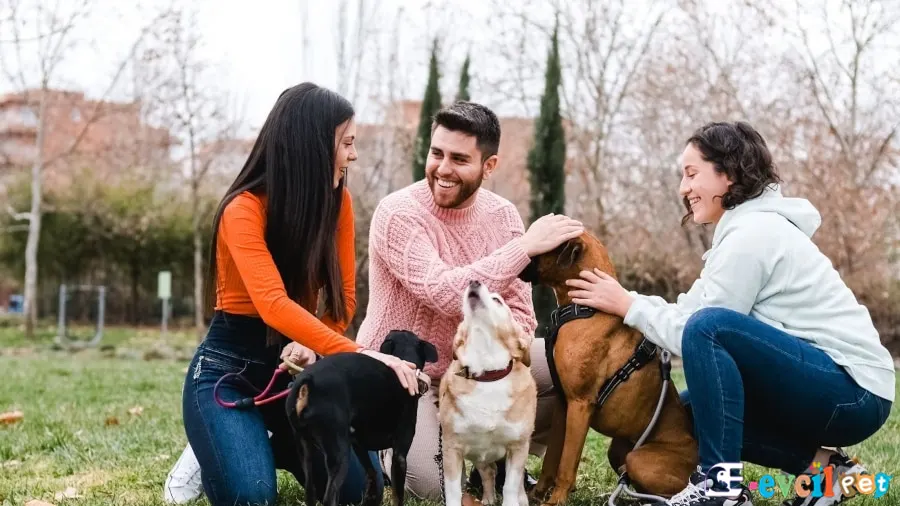Yavru Köpeklerin Sosyalleştirilmesi