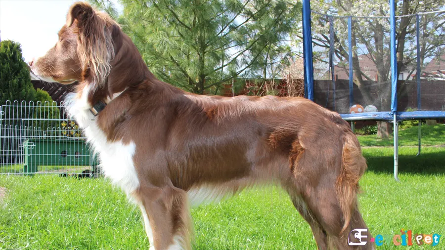 Avustralya Çoban (Australian Shepherd) Köpeği Avustralya Çoban (Australian Shepherd Fiziksel Özellikleri)