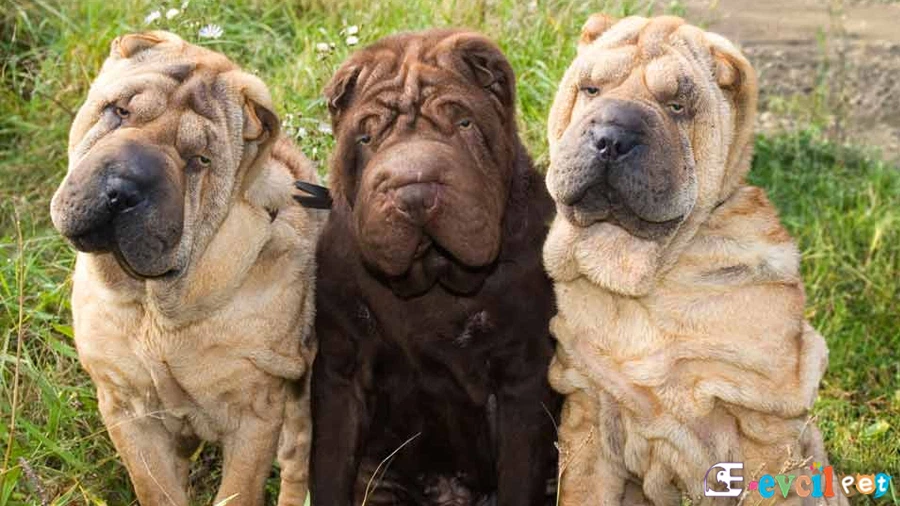 Chinese Shar Pei Chinese Shar Pei
