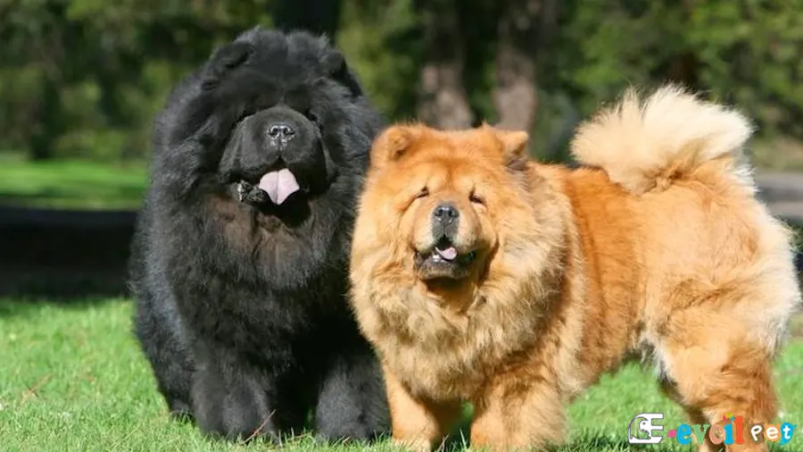 Chow Chow (Çin Aslanı) Chow Chow (Çin Aslanı) Sağlık Sorunları Hastalıkları