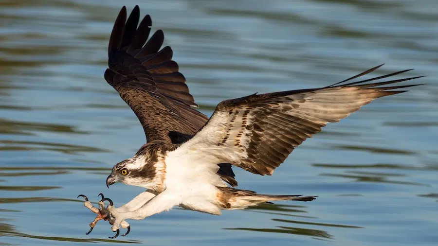 Balık Kartalı Pandion haliaetus