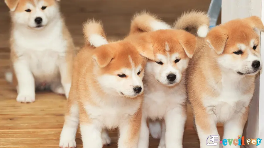 Akita inu Yavru Köpekler