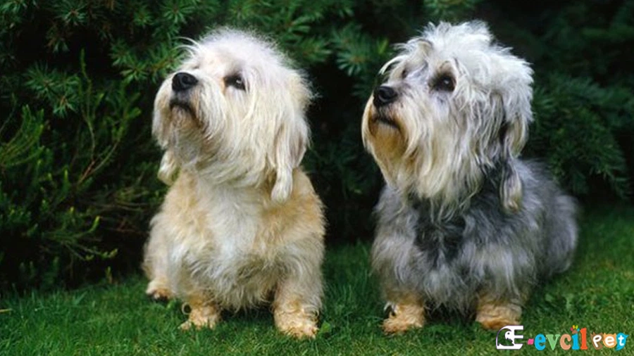 Dandie Dinmont Terrier Temel Eğitimi ve Tuvalet Eğitimi