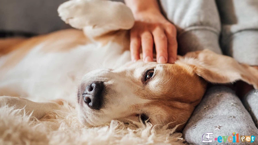 Köpeklerde Kanser
