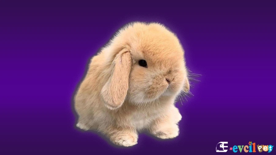 Hollanda Lop Tavşanı Sağlık ve Irk Sorunları