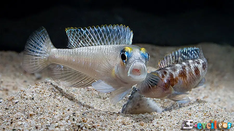 Lamprologus ornatipinnis Çifti
