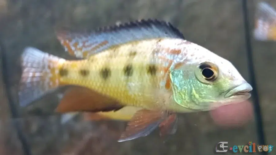 Fossorochromis rostratus (Kral Cichlid) akvaryumu