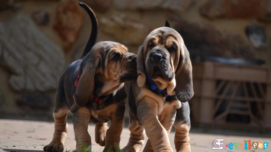 Bloodhound Bloodhound Genetik Sağlık Sorunları Hastalıkları