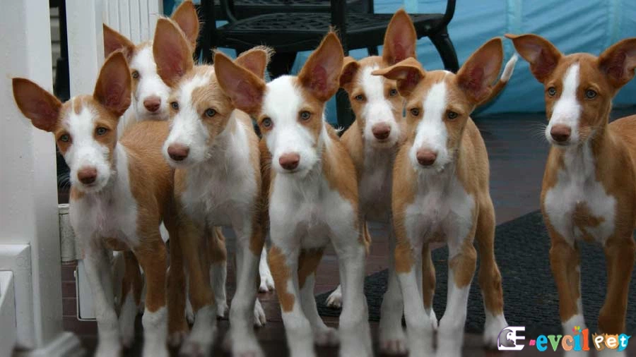 İbizan Hound (İbiza Tazısı Genetik Sağlık Sorunları Hastalıkları)