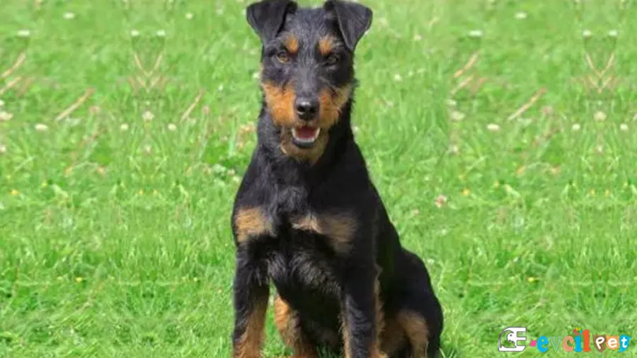 Alman Av Terrieri Temel Eğitimi ve Tuvalet Eğitimi (jagdterrier)