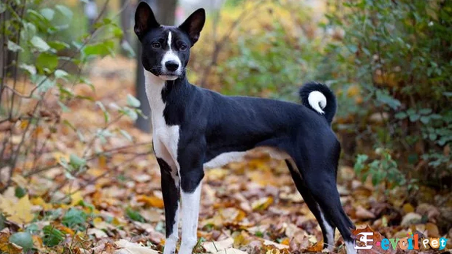 Basenji Bakım ve Beslenme