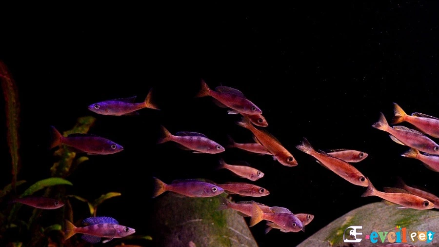 Cyprichromis Leptosoma Üreme ve Yavrulama