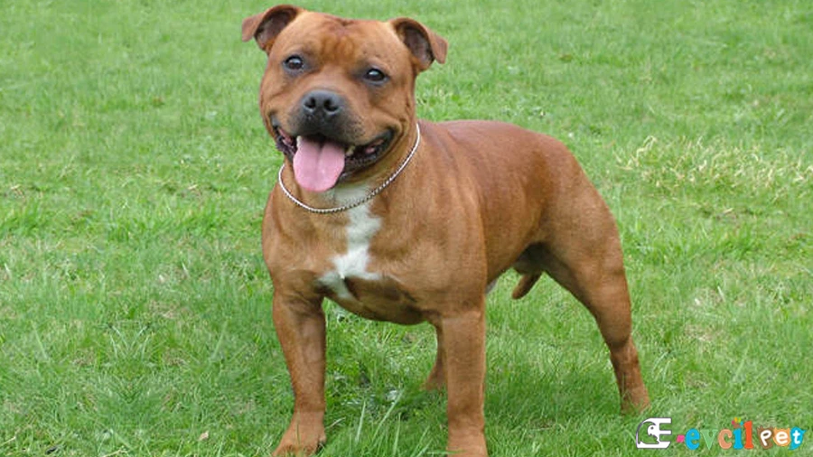 Staffordshire Bull Terrier