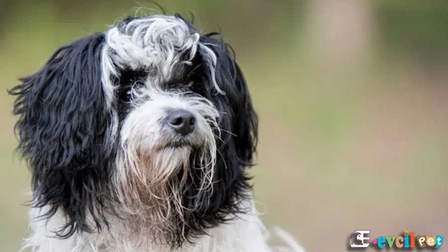 Rus Finosu (Bolonka)