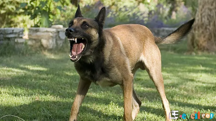 Belçika Malinois Yatkın Sağlık Sorunları Hastalıkları