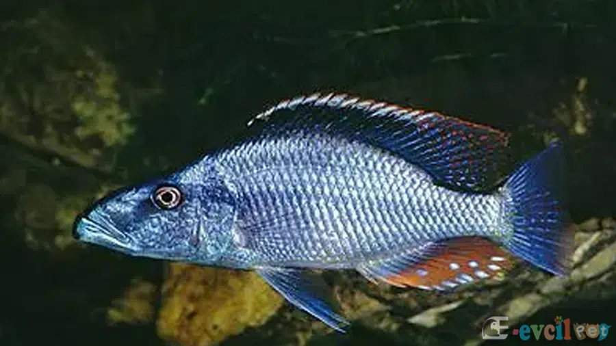 Dimidiochromis compressiceps (Yaprak Cichlid) Erkek