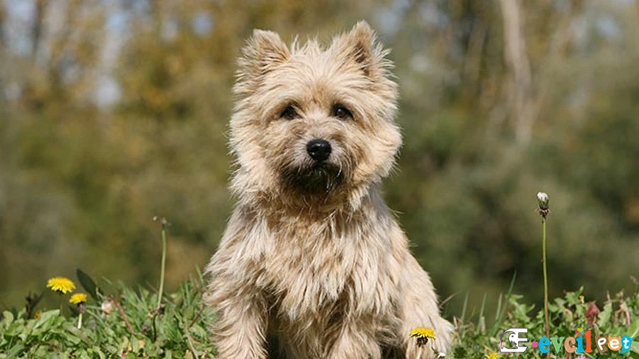 Cairn Terrier Cairn Terrier Temel Eğitimi ve Tuvalet Eğitimi