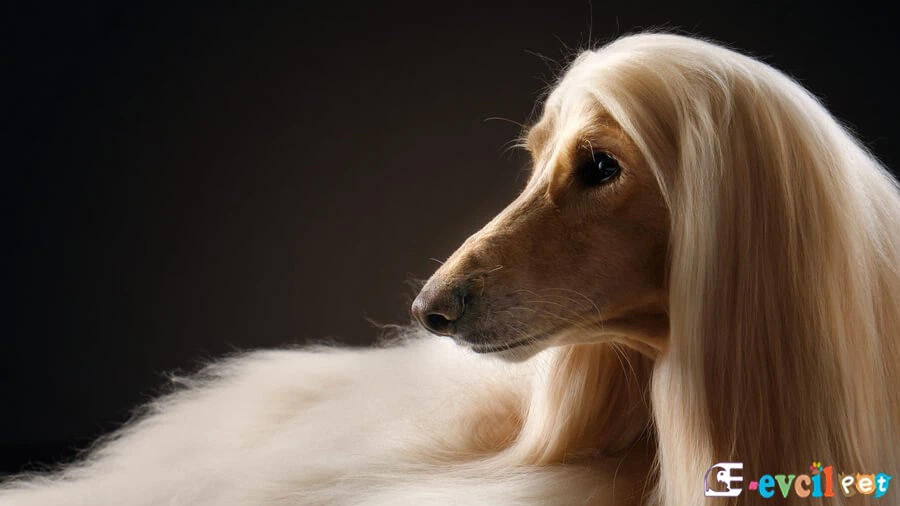 Afgan Tazısı Genetik Sağlık Sorunları Hastalıkları