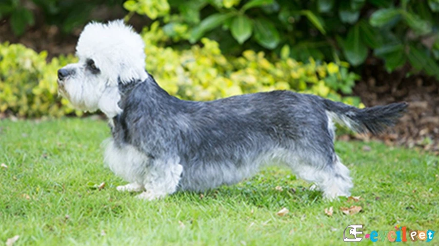 Dandie Dinmont Terrier Karakter Özellikleri