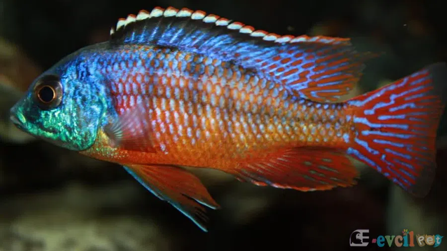 Protomelas taeniolatus (Taynatus) Erkek