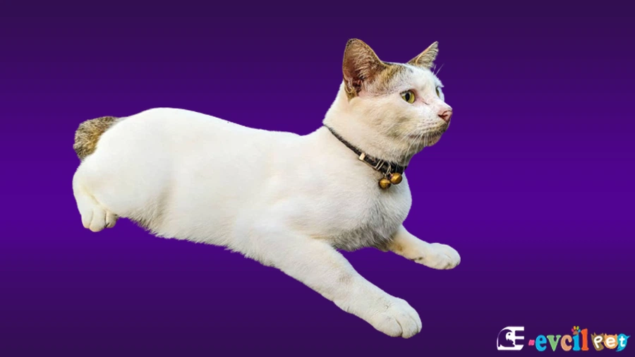 Javanese Genetik Sağlık Sorunları