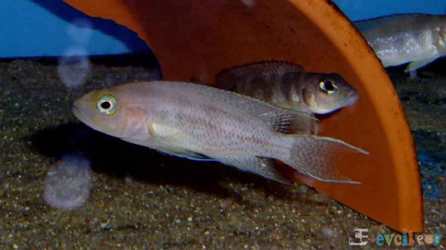 Neolamprologus Falcicula Akvaryumda Yuvada