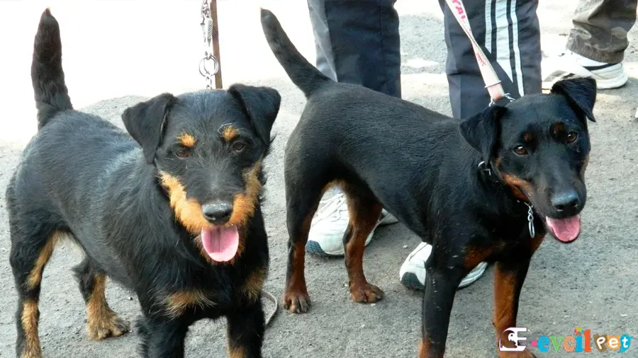 Alman Av Terrieri Fiziksel Özellikleri (jagdterrier)