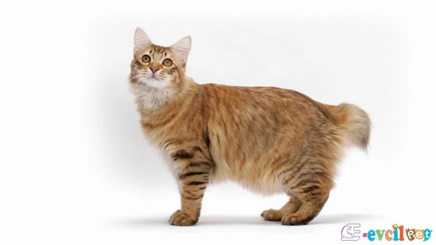 American Bobtail Bakımı ve Beslenmesi