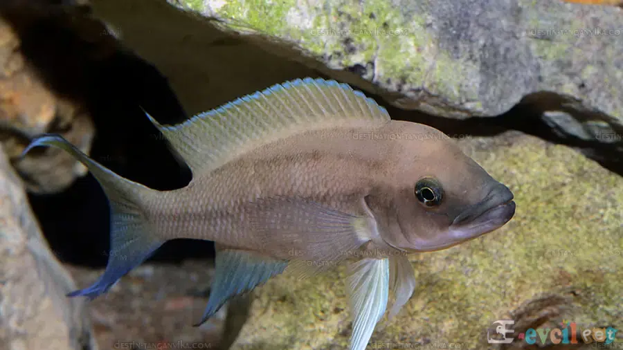 Neolamprologus Longicaudatus Akvaryumu