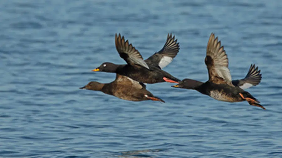 Kadife Ördek Sürüsü