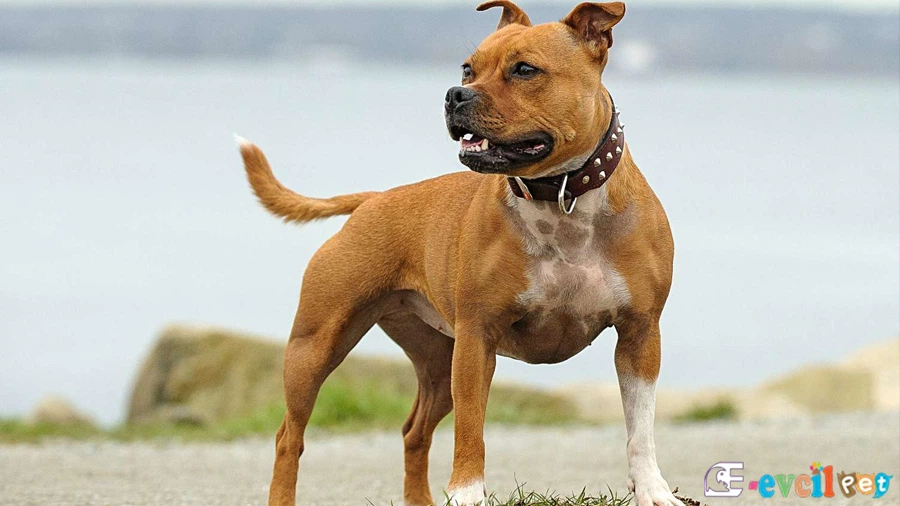 Staffordshire Bull Terrier Karakter Özellikleri