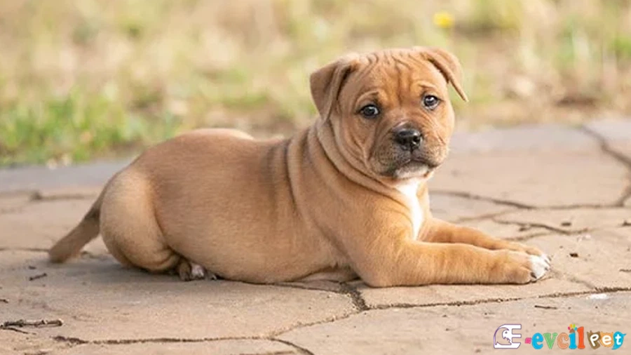 American Staffordshire Genetik Sağlık Sorunları (Pit Bull)