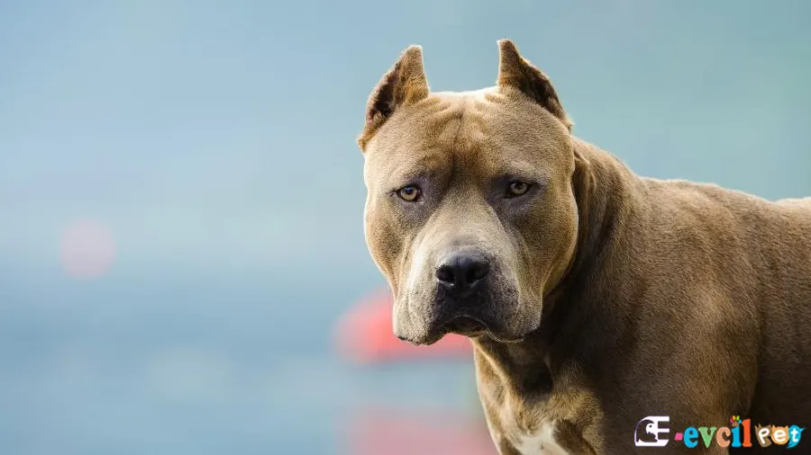 Amerikan Pitbull Terrier Amerikan Pitbull Terrier Fiziksel Özellikleri