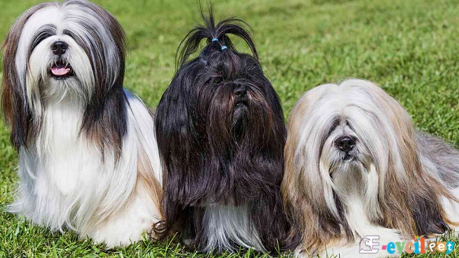 Lhasa Apso Lhasa Apso Temel Eğitimi ve Tuvalet Eğitimi