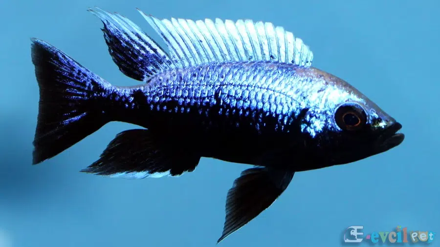 Copadichromis trewavasae Erkek