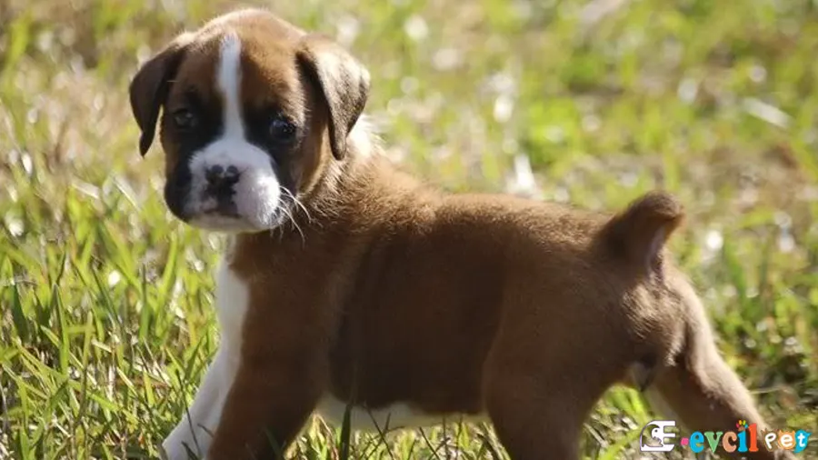 Boxer Köpek (Boksör) Boxer Sağlık Sorunları Hastalıkları (Boksör)
