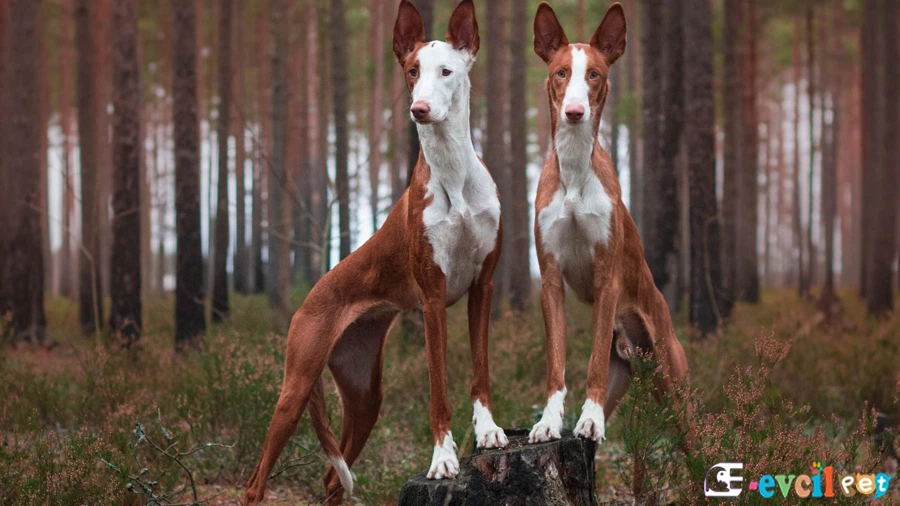 İbizan Hound (İbiza Tazısı Fiziksel Özellikleri)