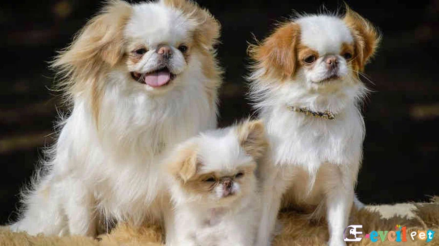 Japon Köpeği Genetik Sağlık Sorunları Hastalıkları (Japanese Chin)