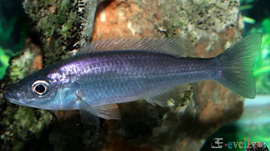 Diplotaxodon limnothrissa Erkek