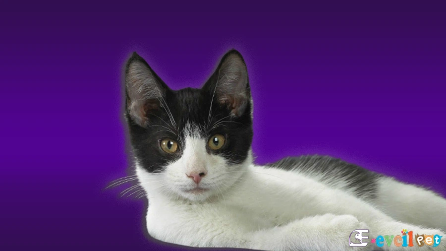 Brazilian Shorthair Kedi