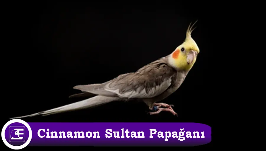 Cinnamon Sultan Papağanı