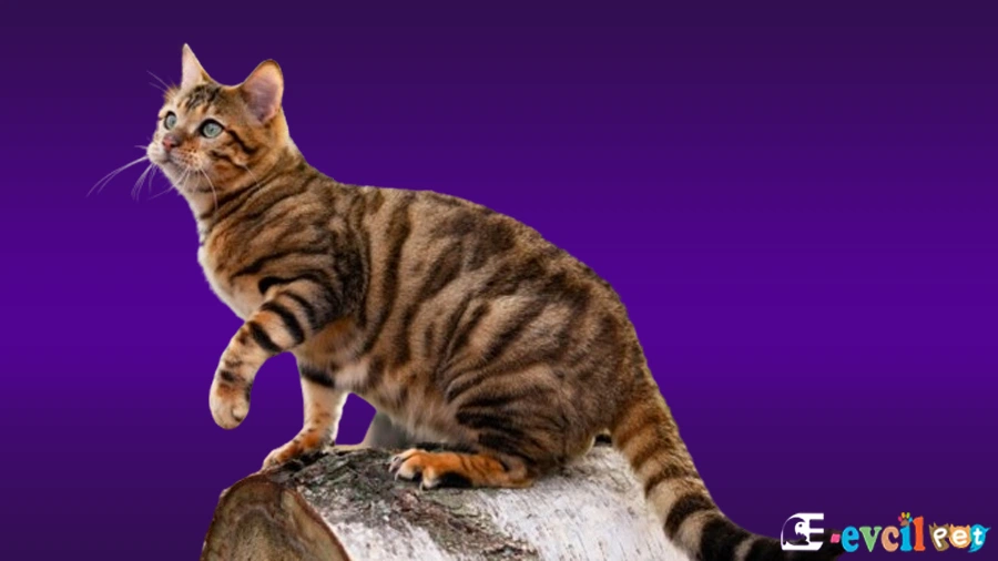 Toyger Karakter Özellikleri