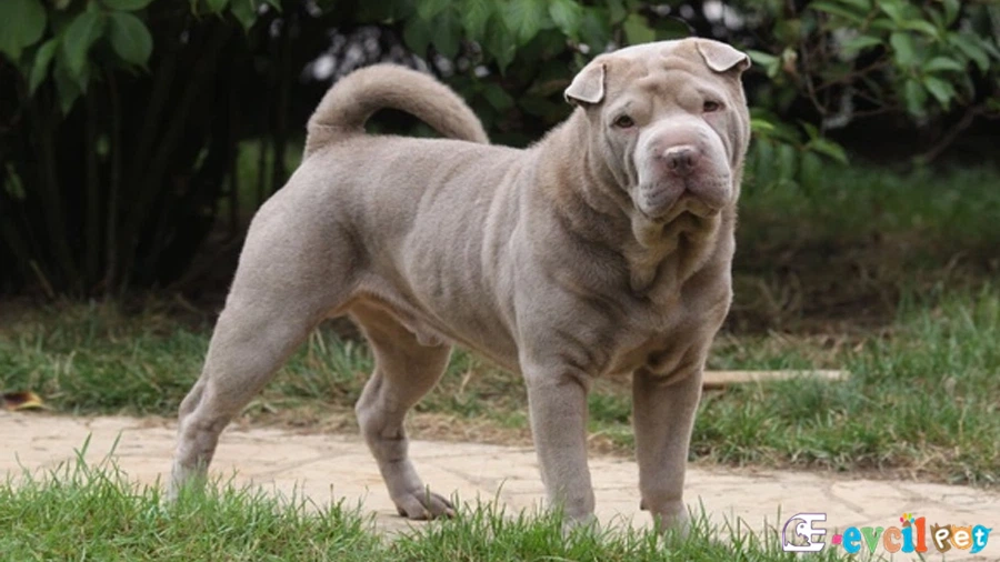 Chinese Shar Pei Chinese Shar Pei