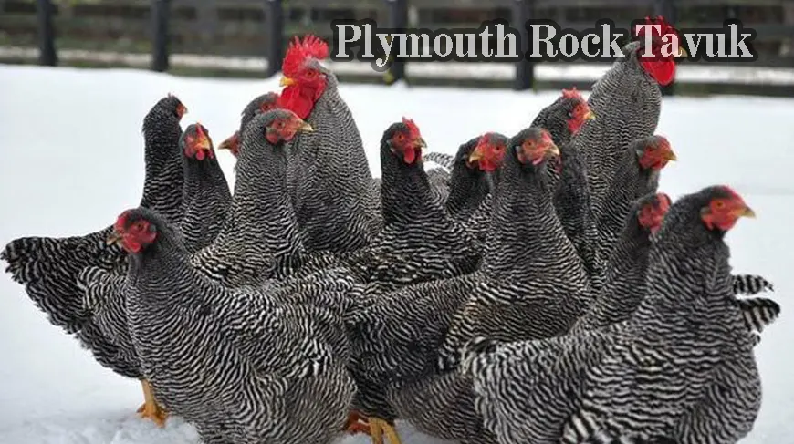 Plymouth Rock tavuk Özellikleri