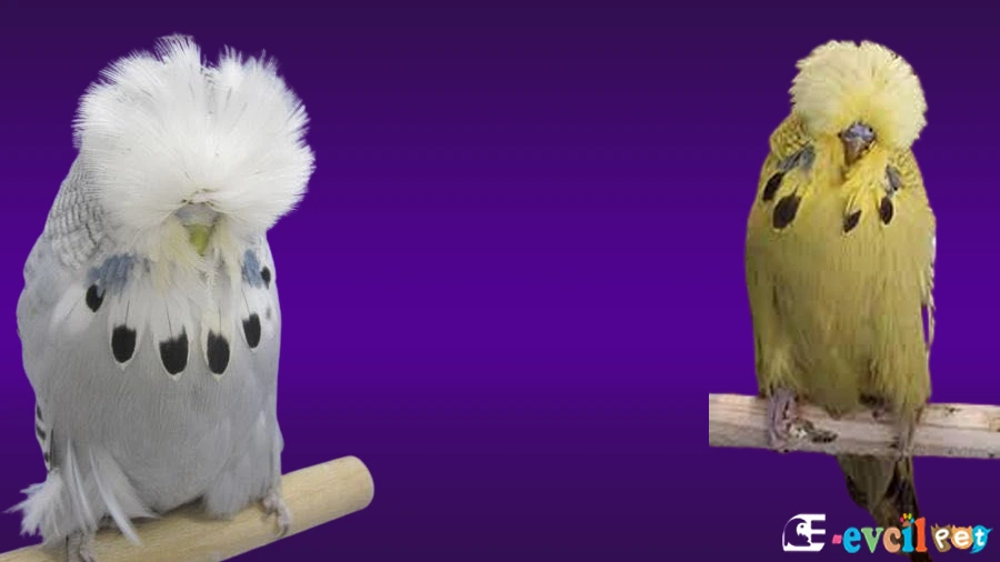 Show Jumbo Muhabbet Kuşu Mavi ve Yeşil Yeni Nesil