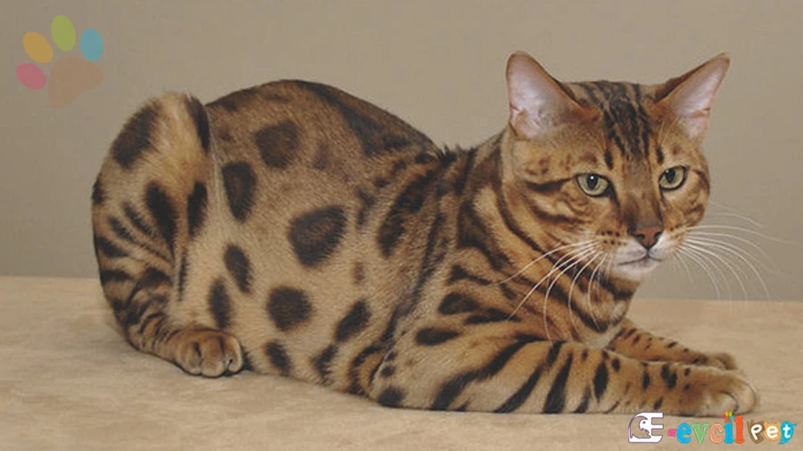 Ussuri Kedi Fiziksel Özellikleri
