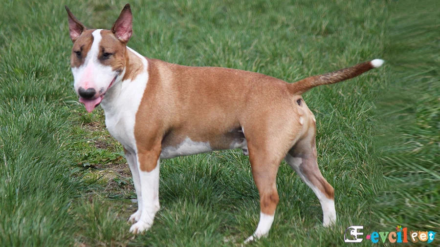 Bull Terrier Fiziksel Özellikleri